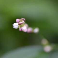 Persicaria mitis