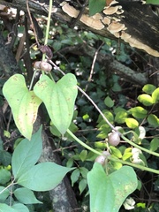 Dioscorea polystachya