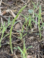 Asparagus officinalis