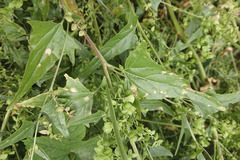 Atriplex micrantha