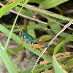 Caryanda spuria