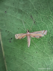 Eoophyla