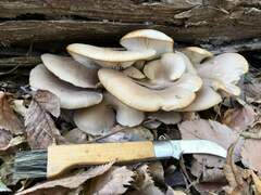 Pleurotus ostreatus