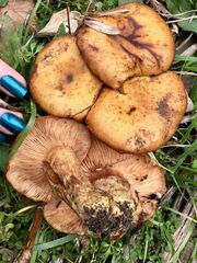 Armillaria