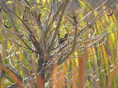 Phacellodomus striaticollis