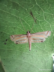Eoophyla