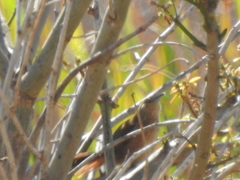 Phacellodomus striaticollis