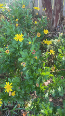 Euryops pectinatus