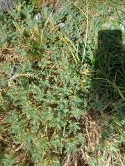 Astragalus sempervirens