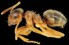 Lasius pallitarsis