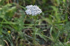 Achillea asiatica
