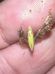 Draeculacephala robinsoni