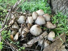 Coprinopsis strossmayeri