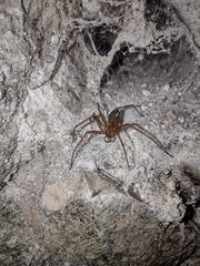 Loxosceles yucatana