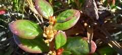 Alternanthera littoralis