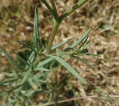 Senecio inaequidens