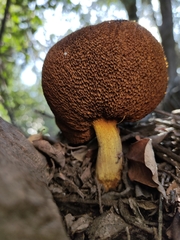 Suillus