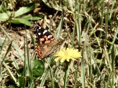 Vanessa braziliensis