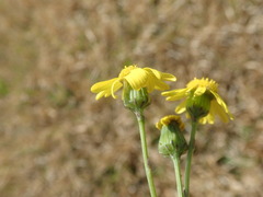 Senecio inaequidens