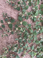 Euphorbia albomarginata