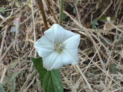 Convolvulus