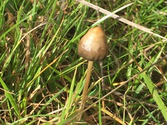 Psilocybe semilanceata