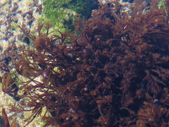Odonthalia