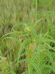 Helianthus maximiliani