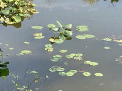 Nuphar lutea