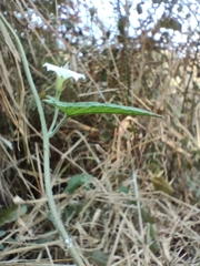 Convolvulus