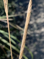 Sporobolus pumilus