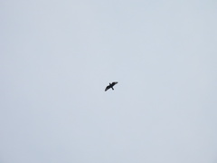 Eurystomus orientalis