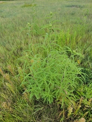 Helianthus maximiliani