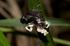 Lugardia mimica