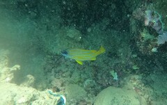 Lutjanus kasmira