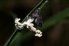 Lugardia mimica