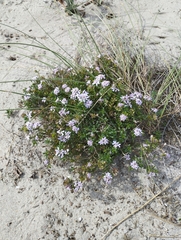 Iberis procumbens