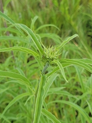 Helianthus maximiliani