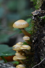 Kuehneromyces