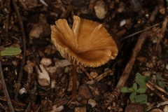 Crepidotus subfulviceps