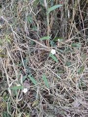 Convolvulus
