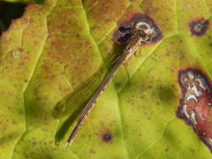 Sympecma paedisca