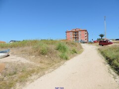 Cortaderia selloana