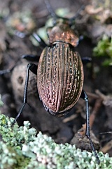 Carabus ulrichii