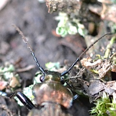 Carabus ulrichii