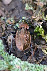 Carabus ulrichii