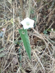 Convolvulus