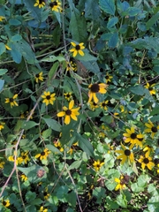 Rudbeckia triloba