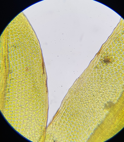 Image of Fissidens viridulus by (c) Helen Waterman, some rights reserved (CC BY)