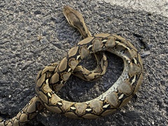 Malayopython reticulatus